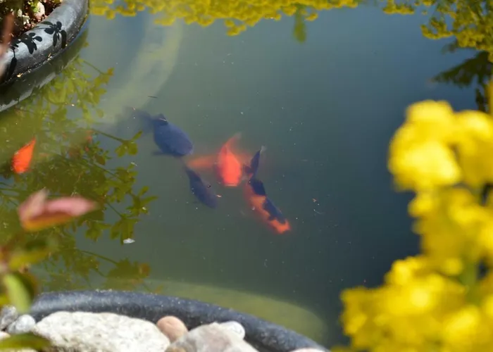 Ferienunterkuenfte Buggenthin Zinnowitz